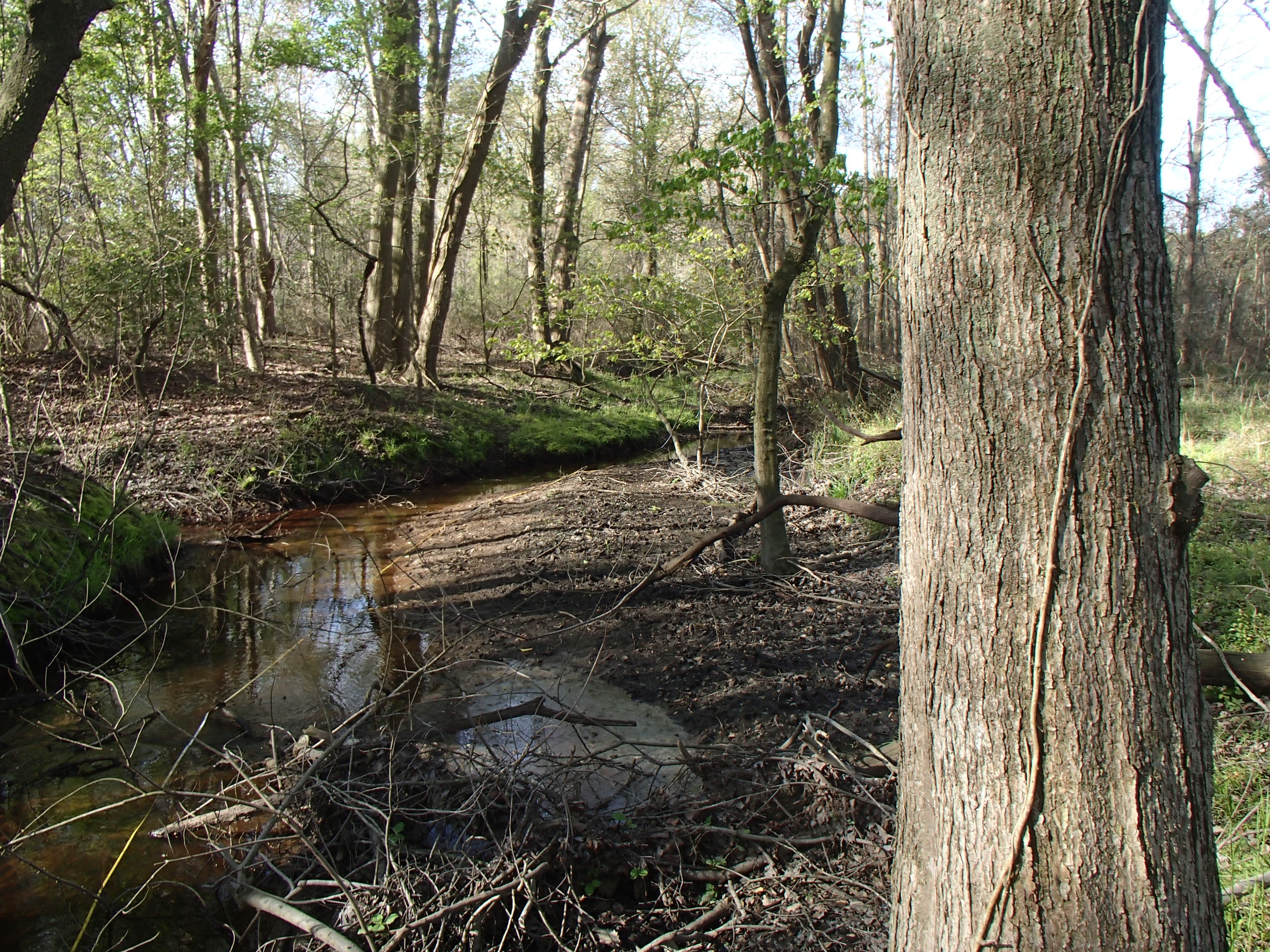Field photo showing stream conditions at site LOPC-101-R-2016_Midpoint looking downstream